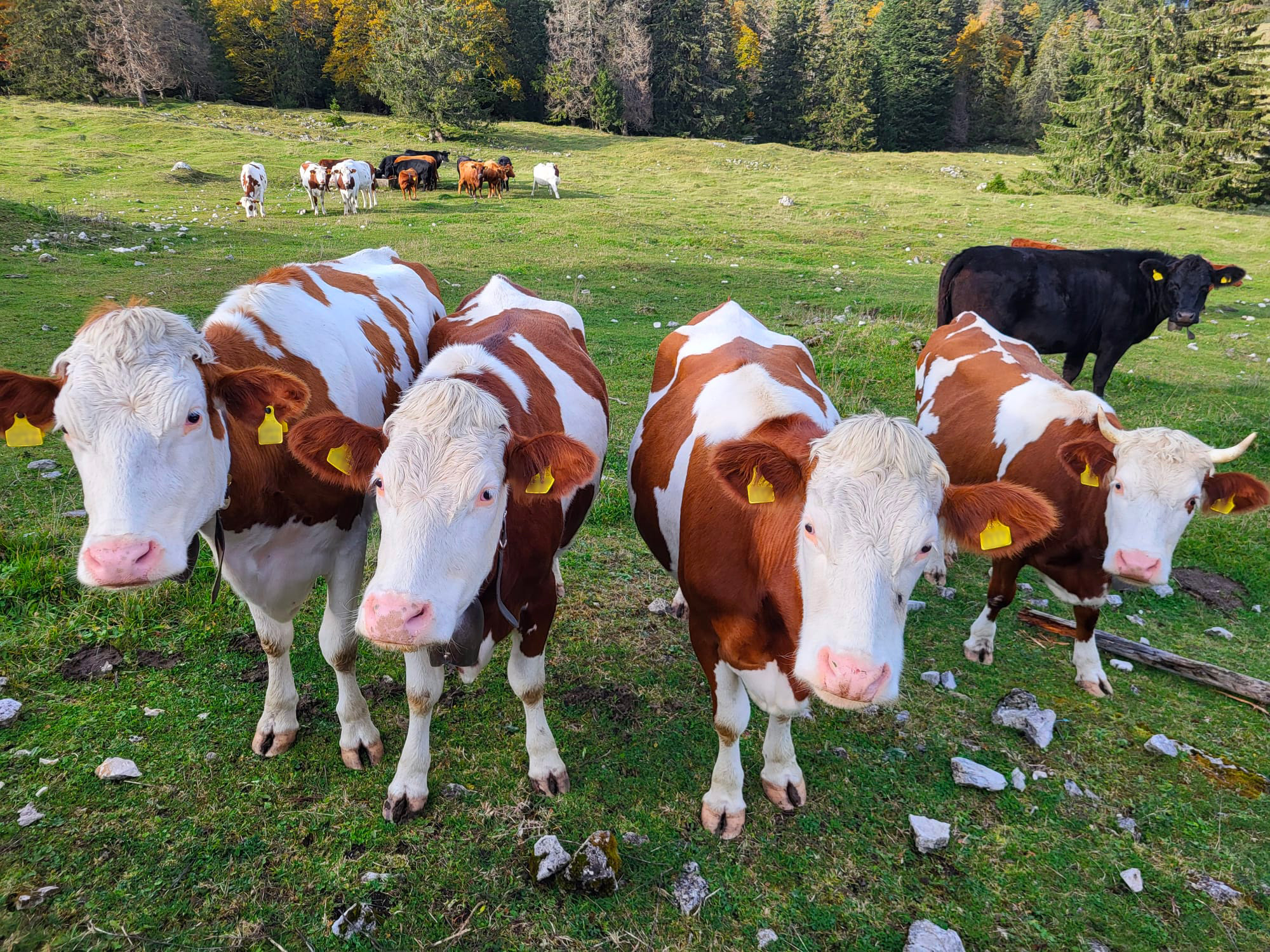 lescroisettes-vaches